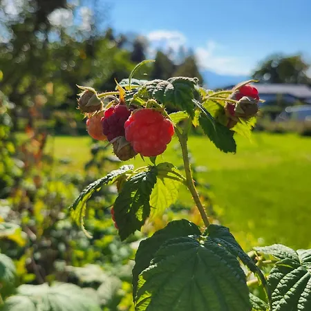 Rodler Appartement *
